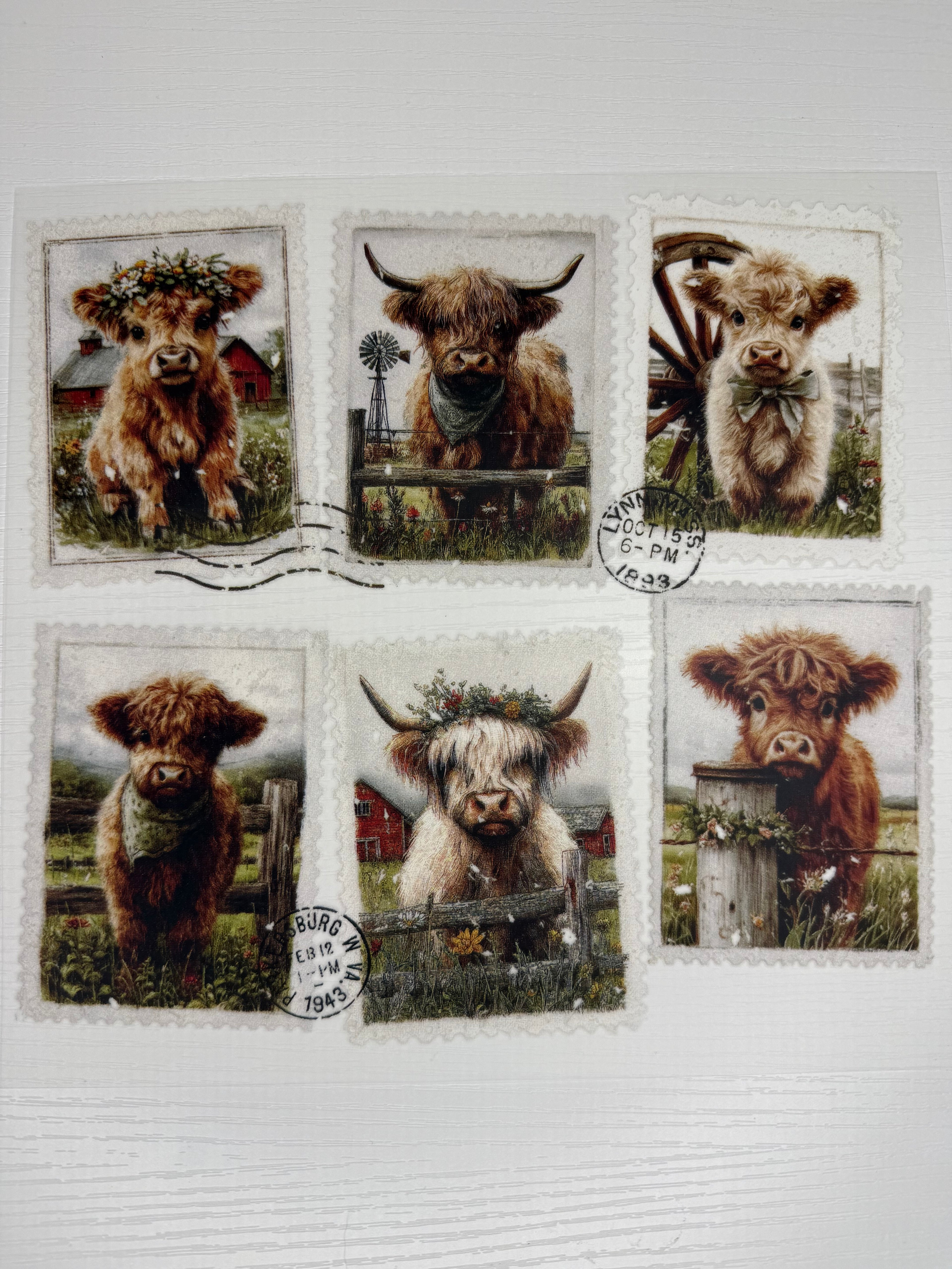Highland Cows Transfer