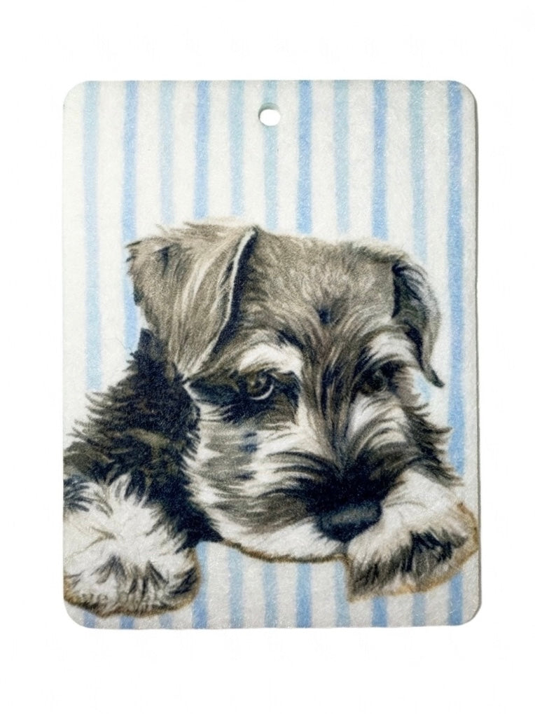 Schnauzer Freshie