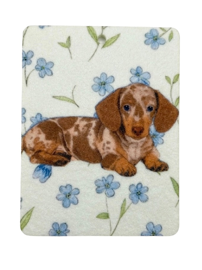 Dachshund Freshie